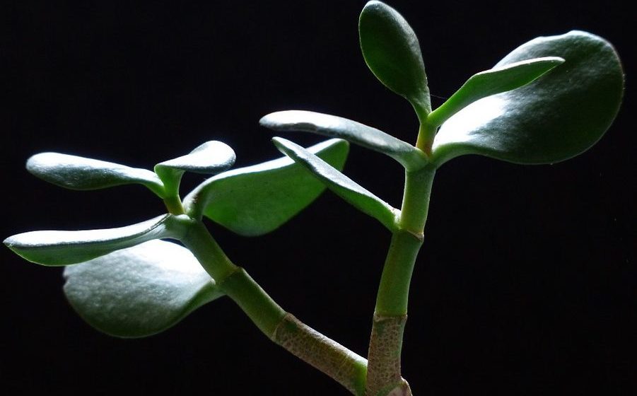 Feng shui jade plant discount